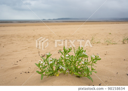 European Searocket or Cakile maritima with small white flowers on a sandy beach of Swansea, Wales, UK European Searocket or Cakile maritima with small white flowers on a sandy beach of Swansea, Wales, UK 98158634