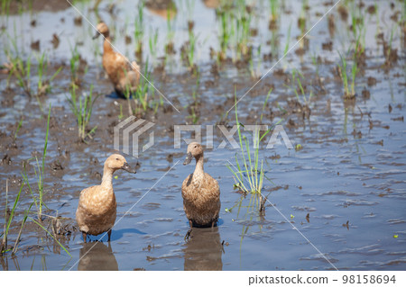 Flock of domestic ducks in Balinese rice field Flock of domestic ducks in Balinese rice field 98158694