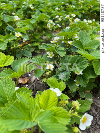 Strawberry plant with flowers. Agriculture, gardening concept. Strawberry plant with flowers. Agriculture, gardening concept. 98158787