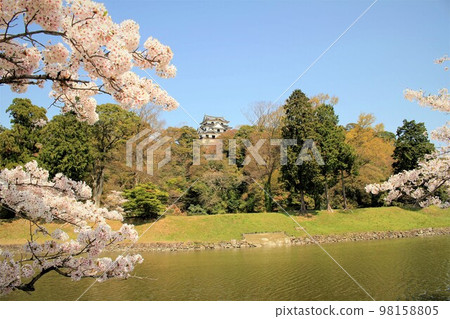 Hikone castle and cherry blossoms Hikone castle and cherry blossoms 98158805