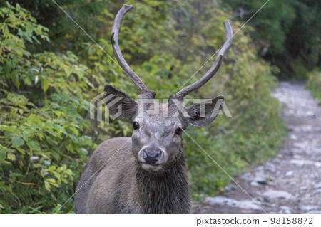 Deer in the mountain forest. Western Tatras. Deer in the mountain forest. Western Tatras. 98158872