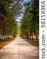 Beautiful road between Pine trees and sea in sunny day. 98158966