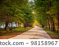 Beautiful road between Pine trees and sea in sunny day. 98158967