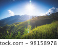 Rice fields on terraced with wooden pavilion at sunrise in Mu Cang Chai, YenBai, Vietnam. 98158978
