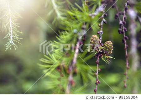Japanese larch. Fresh green leaves of Japanese larch, Larix kaempferi in summer. Larch cones on a branch. Japanese larch. Fresh green leaves of Japanese larch, Larix kaempferi in summer. Larch cones on a branch. 98159004