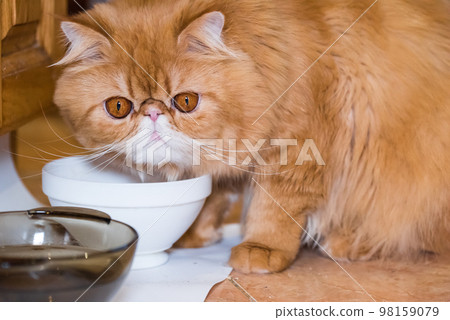 Red fluffy charming Persian breed cat is eating dry professional cat food from a bowl 98159079