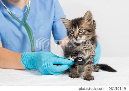 The veterinarian examines the heart and lungs of the kitten with a stethoscope. Veterinary clinic, treatment and prevention of diseases in cats and pets. 98159149