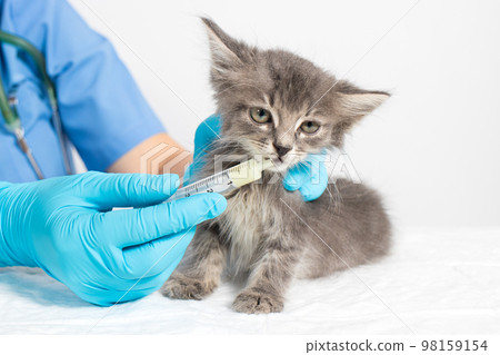 The veterinarian gives the kitten medicine or vitamins. Diseases in kittens, a remedy for the treatment of lichen, fleas or worms. The veterinarian gives the kitten medicine or vitamins. Diseases in kittens, a remedy for the treatment of lichen, fleas or worms. 98159154