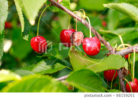 Rotten cherries on a fruit tree among healthy normal ripe berries. Diseases of trees. 98159201