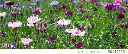 Pink light knapweed cornflowers in the summer garden. Beautiful floral banner with place for text. 98159213