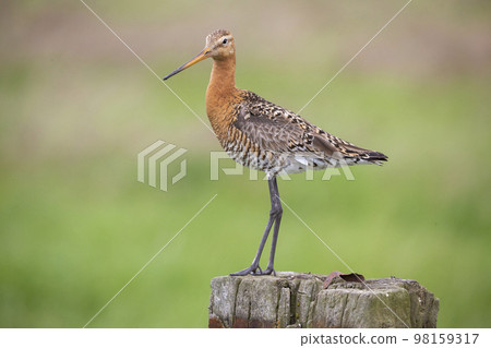 Black-tailed godwit (Limosa limosa) Black-tailed godwit (Limosa limosa) 98159317