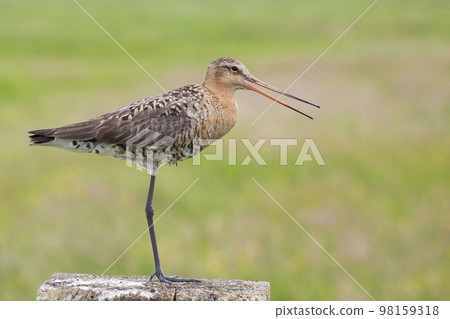Black-tailed godwit (Limosa limosa) Black-tailed godwit (Limosa limosa) 98159318