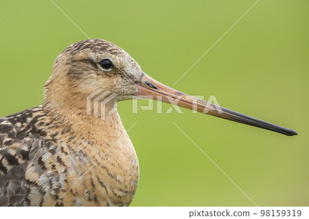 Black-tailed godwit (Limosa limosa) Black-tailed godwit (Limosa limosa) 98159319