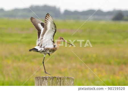 Black-tailed godwit (Limosa limosa) Black-tailed godwit (Limosa limosa) 98159320