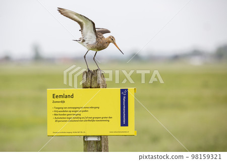 Black-tailed godwit (Limosa limosa) 98159321