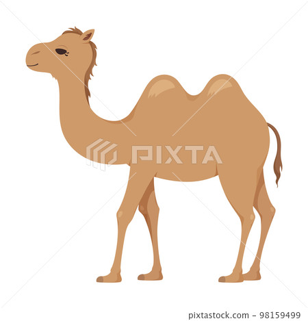 Bactrian camel illustration 98159499
