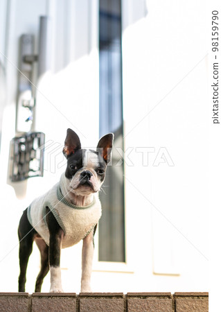 Boston Terrier Boston Terrier 98159790