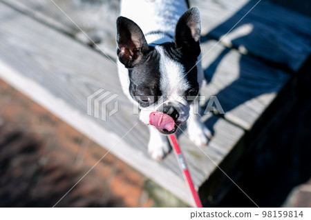 Boston Terrier taking a walk in the park 98159814