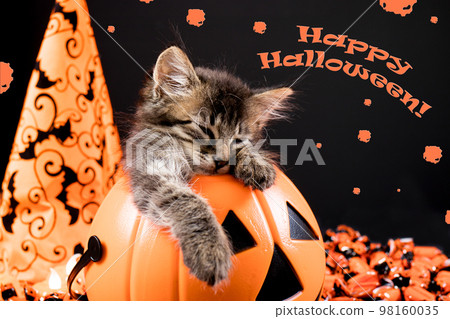 Happy Halloween card. A little kitten with bat wings sleeps in a pumpkin on a black background. Happy Halloween card. A little kitten with bat wings sleeps in a pumpkin on a black background. 98160035