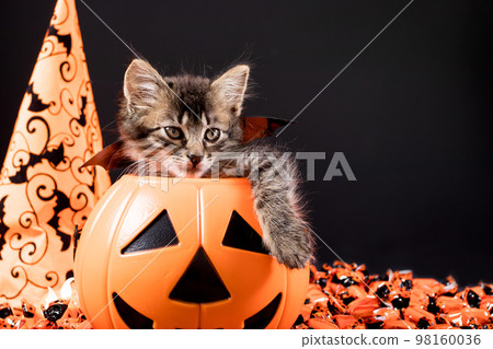 Happy Halloween card. A cat with wings sits in a bucket of pumpkin on a black background. Place for text. Happy Halloween card. A cat with wings sits in a bucket of pumpkin on a black background. Place for text. 98160036