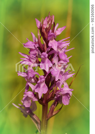 Vertical closeup on the purple flower of a Southern marsh orchid, Dactylorhiza praetermissa against a green background 98160066
