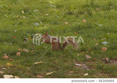 Closeup on the Eastern grey squirrel, Sciurus carolinensis, in New York Central Park, US 98160068