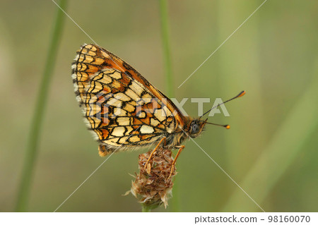 Closeup of the blue-eyed Mediterranean Provencal fritillary , Melitaea deione, on green background Closeup of the blue-eyed Mediterranean Provencal fritillary , Melitaea deione, on green background 98160070