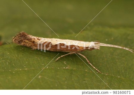 Extreme macro closeup on the small Diamond-back micro moth, Plutella xylostella, sitting on a green leaf Extreme macro closeup on the small Diamond-back micro moth, Plutella xylostella, sitting on a green leaf 98160071