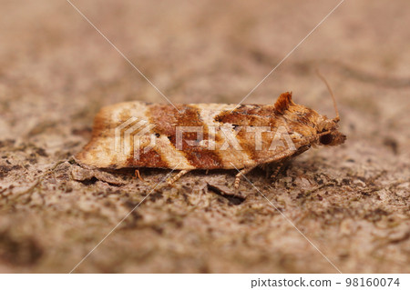 Closeup on a small brown orange tortrix Heater moth ,  Argyrotaenia ljungiana  sitting on wood 98160074