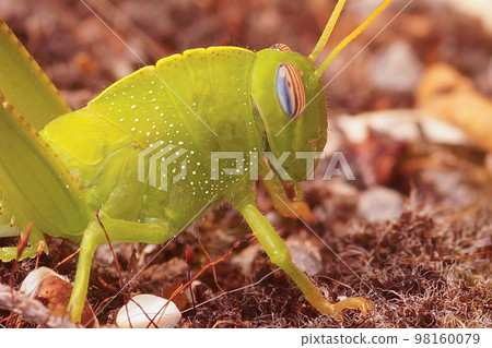 Closeup on a gorgeous emerald green Eygyptian locust, grasshopper, Anacridium aegyptium Closeup on a gorgeous emerald green Eygyptian locust, grasshopper, Anacridium aegyptium 98160079