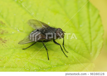 Closeup on the blue bottle fly, Calliphora vicina sitting on a green leaf Closeup on the blue bottle fly, Calliphora vicina sitting on a green leaf 98160128