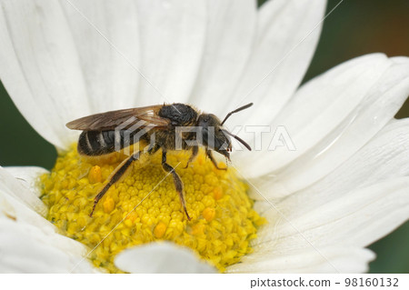 Detailed closeup on a female Bull-headed furrow bee , Lasiolgossum zonulum, sitting on a white yellow common daisy flower Detailed closeup on a female Bull-headed furrow bee , Lasiolgossum zonulum, sitting on a white yellow common daisy flower 98160132