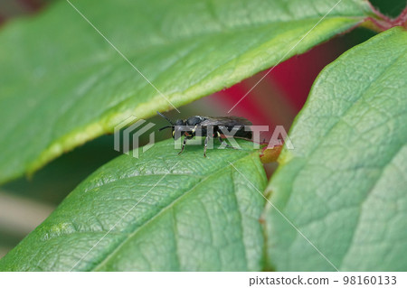 Closeup on a small black white faced maksed solitary bee, Hylaeus species, sitting on a green leaf 98160133
