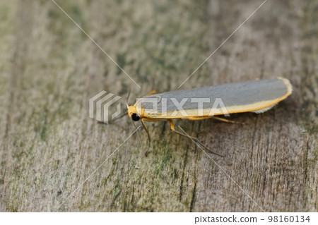 Closeup on a Common footman moth, Eilema lurideola, sitting on wood Closeup on a Common footman moth, Eilema lurideola, sitting on wood 98160134