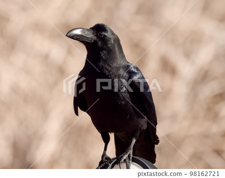 瓢蟲玻璃 瓢蟲玻璃 98162721