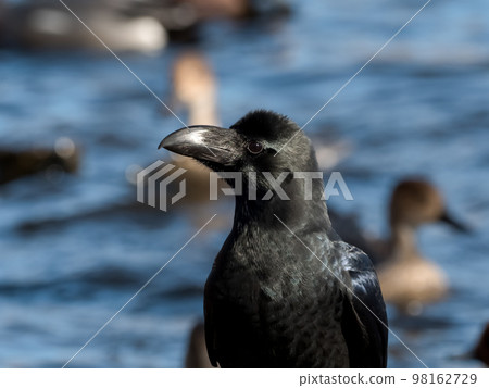 瓢蟲玻璃 98162729