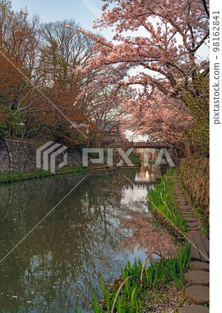 Omihachiman Spring scenery of Hachimanbori at dusk 98162841