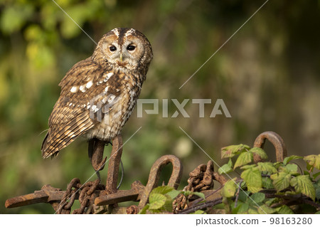 Tawny owl perched on metal fencing in early evening sunlight Tawny owl perched on metal fencing in early evening sunlight 98163280