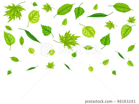 Background with spring leaves. Beautiful decorative foliage. Background with spring leaves. Beautiful decorative foliage. 98163281