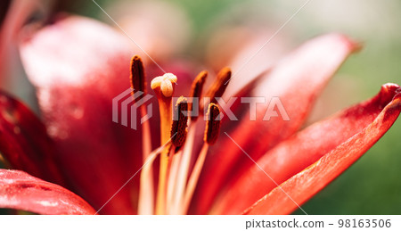 Background of blooming red lily closeup Background of blooming red lily closeup 98163506