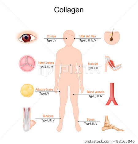 collagen types 98163846