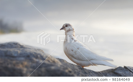 A photo of White dove - in natual surroundings A photo of White dove - in natual surroundings 98164049