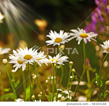 a photo of garden flower in the morning a photo of garden flower in the morning 98164188