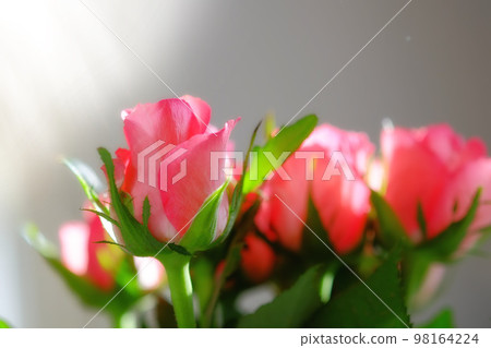 A photo of red roses and sunlight 98164224