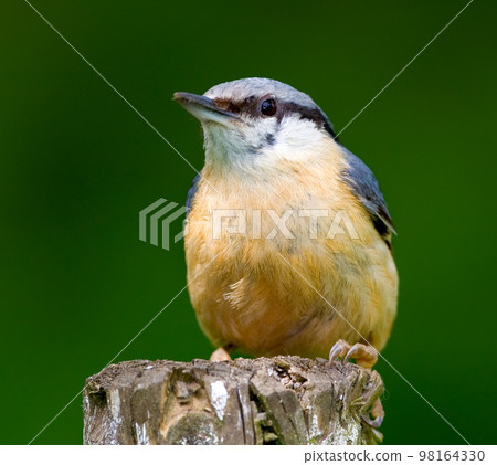 This bird sings a beuatiful song. Chaffinch. Beautiful garden bird in Europe, incl. Denmark. This bird sings a beuatiful song. Chaffinch. Beautiful garden bird in Europe, incl. Denmark. 98164330