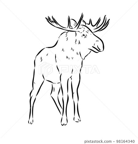 Moose or Elk Wild Animal Head Isolated Sketch Stock Vector