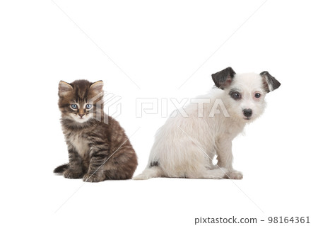 puppy and kitten isolated on white background 98164361