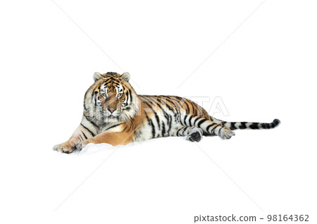 tiger lying on the snow isolated on white background 98164362