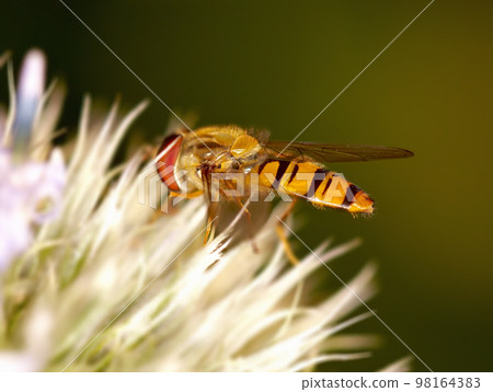 A macro photo of an imitation bee on a flower 98164383