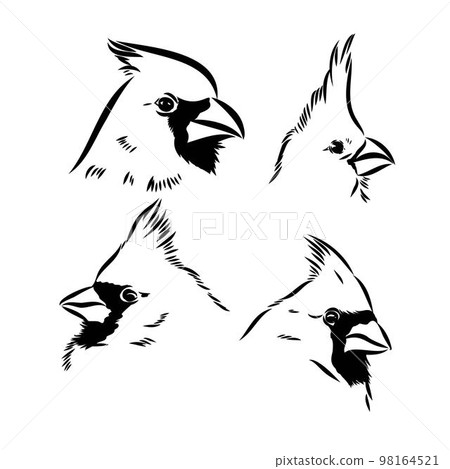 Cardinal bird sketch, vector illustration. Hand drawn red cardinal bird. Engraved illustration. Cardinal bird sitting on a branch. Hand drawn sketch. Cardinal bird sketch, vector illustration. Hand drawn red cardinal bird. Engraved illustration. Cardinal bird sitting on a branch. Hand drawn sketch. 98164521
